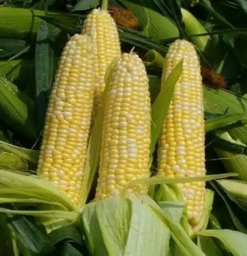 Sweet G90 , CORN SEED , Garden Vegetable - Caribbean garden seed
