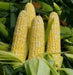 Sweet G90 , CORN SEED , Garden Vegetable - Caribbean garden seed