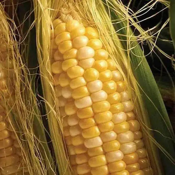 Sweet G90 , CORN SEED , Garden Vegetable - Caribbean garden seed