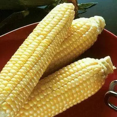 Sweet G90 , CORN SEED , Garden Vegetable - Caribbean garden seed