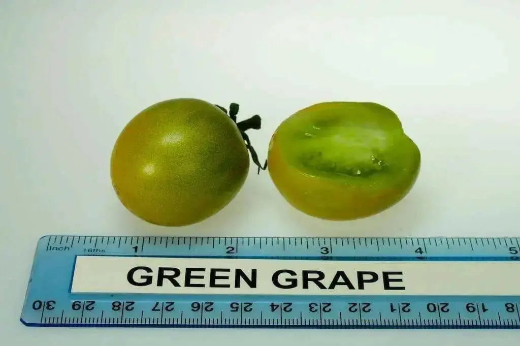 Sweet GREEN GRAPE Tomato Seeds.Organic Home Grown Small Tomatoes,Organic Home Grown Small Tomatoes Fruit - Caribbean garden seed