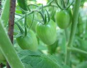 Sweet GREEN GRAPE Tomato Seeds.Organic Home Grown Small Tomatoes,Organic Home Grown Small Tomatoes Fruit - Caribbean garden seed