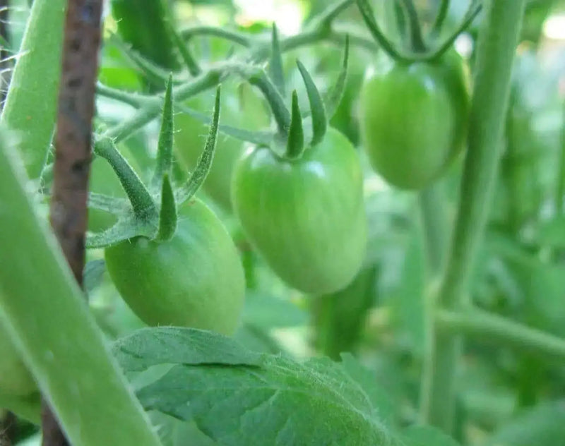 Sweet GREEN GRAPE Tomato Seeds.Organic Home Grown Small Tomatoes,Organic Home Grown Small Tomatoes Fruit - Caribbean garden seed