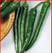 Sweet Pepper Seeds. (.Ten-pu-la ) Capsicum annuum, ASIAN VEGETABLES - Caribbean garden seed