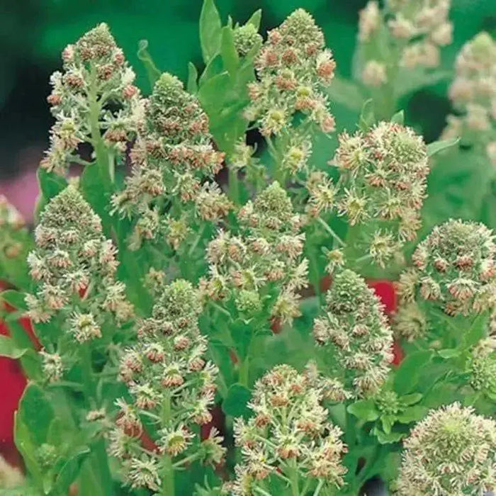 Sweet Mignonette â Reseda odorata,sweet-scented perennial flower  liked for its intense spicy fragrance - Caribbean garden seed