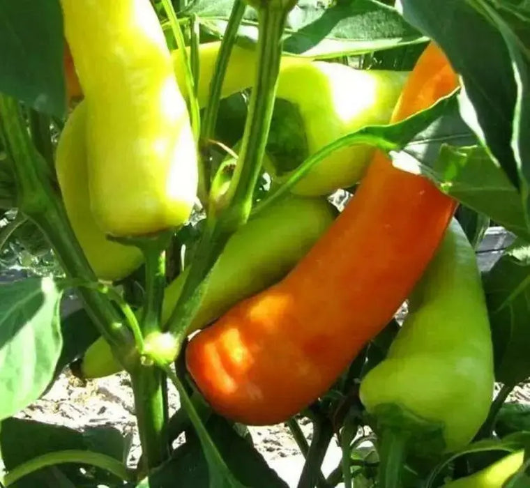 SWEET PEPPER SEEDS - HUNGARIAN SWEET WAX OPEN POLLINATED - Caribbean garden seed