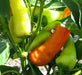 SWEET PEPPER SEEDS - HUNGARIAN SWEET WAX OPEN POLLINATED - Caribbean garden seed