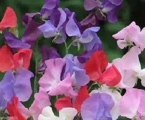 Sweet Pea, Royal Family Mix, ANNUAL FLOWERS - Caribbean garden seed