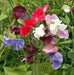 Sweet Pea, Royal Family Mix, ANNUAL FLOWERS - Caribbean garden seed