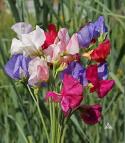 SWEET PEAS SEEDS Lathyrus odoratus, Mammoth Choice Mix Sweet Pea Seed . Excellent for cut flowers. - Caribbean garden seed