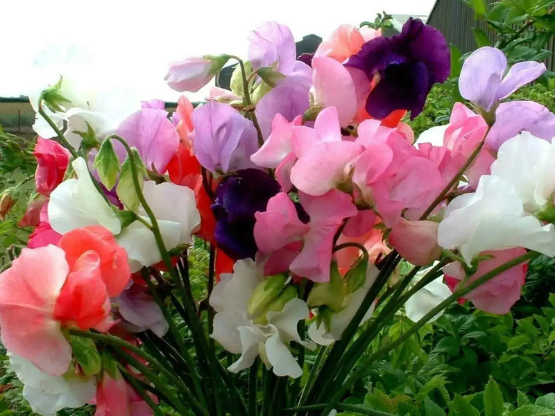 SWEET PEAS SEEDS Lathyrus odoratus, Mammoth Choice Mix Sweet Pea Seed . Excellent for cut flowers. - Caribbean garden seed