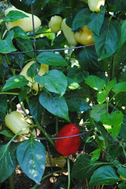 Sweet Pepper ' BELGIAN ,PEPPER SEEDS (Capsicum Annuum) - Caribbean garden seed