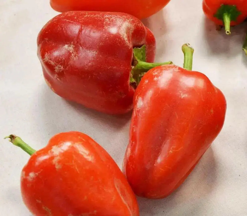 Sweet Pepper ' BELGIAN ,PEPPER SEEDS (Capsicum Annuum) - Caribbean garden seed
