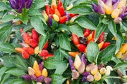 Sweet Pickle Pepper Seeds ,Capsicum annuum - Caribbean garden seed