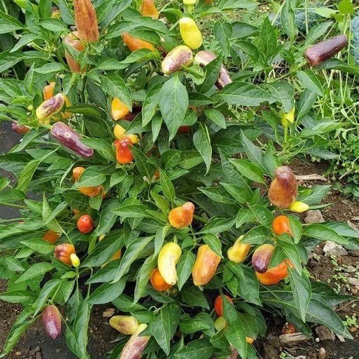 Sweet Pickle Pepper Seeds ,Capsicum annuum - Caribbean garden seed