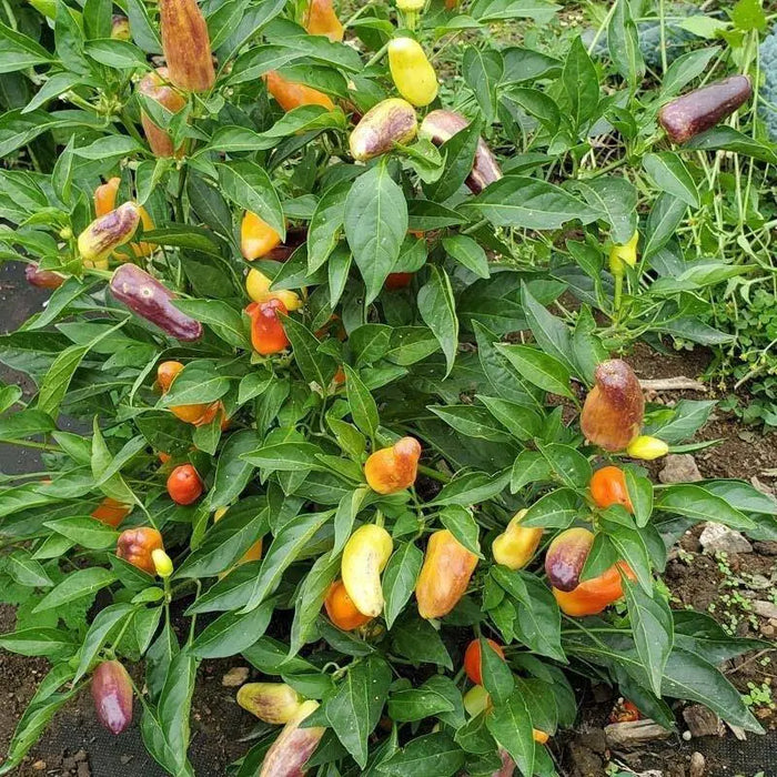 Sweet Pickle Pepper Seeds ,Capsicum annuum - Caribbean garden seed