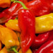 Sweet Pepper Seeds, Sweet Sunset Italian Mix, Capsicum annuum - Caribbean garden seed