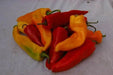 Sweet Pepper Seeds, Sweet Sunset Italian Mix, Capsicum annuum - Caribbean garden seed