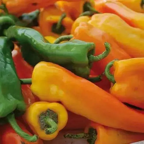 Sweet Pepper Seeds, Sweet Sunset Italian Mix, Capsicum annuum - Caribbean garden seed