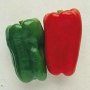 sweet bell pepper, Capsicum Annum,10 Big Bertha  SEEDS - Caribbean garden seed