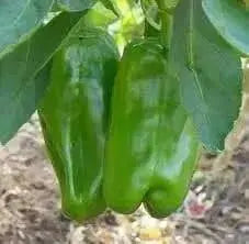 sweet bell pepper, Capsicum Annum,10 Big Bertha  SEEDS - Caribbean garden seed