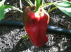 sweet bell pepper, Capsicum Annum,10 Big Bertha  SEEDS - Caribbean garden seed