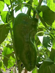 sweet bell pepper, Capsicum Annum,10 Big Bertha  SEEDS - Caribbean garden seed