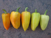 Sweet pepper 'Antohi Romanian' Frying Pepper,(Capsicum Annuum) Heirloom,Organically Grown  ! - Caribbean garden seed