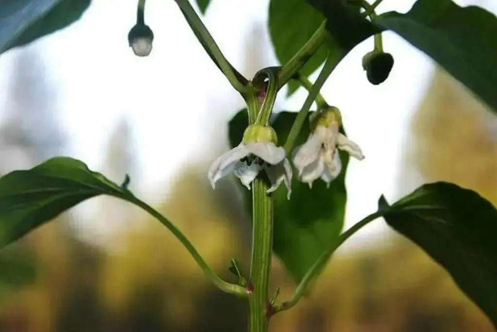 Sweet pepper 'Antohi Romanian' Frying Pepper,(Capsicum Annuum) Heirloom,Organically Grown  ! - Caribbean garden seed