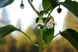 Sweet pepper 'Antohi Romanian' Frying Pepper,(Capsicum Annuum) Heirloom,Organically Grown  ! - Caribbean garden seed