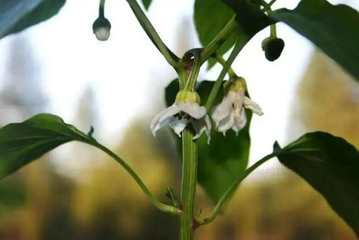 Sweet pepper 'Antohi Romanian' Frying Pepper,(Capsicum Annuum) Heirloom,Organically Grown  ! - Caribbean garden seed