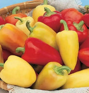 Sweet pepper 'Antohi Romanian' Frying Pepper,(Capsicum Annuum) Heirloom,Organically Grown  ! - Caribbean garden seed