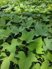 Sweet Potato Slips, O'Henry,  Sweet Potato Plants/Slips - Caribbean garden seed