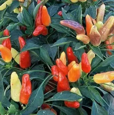 Sweet pickling Pepper Seeds ,Capsicum annuum, no heat - Caribbean garden seed