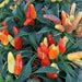 Sweet pickling Pepper Seeds ,Capsicum annuum, no heat - Caribbean garden seed