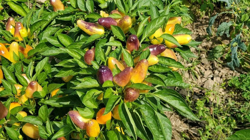 Sweet pickling Pepper Seeds ,Capsicum annuum, no heat - Caribbean garden seed
