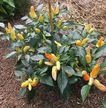 Sweet pickling Pepper Seeds ,Capsicum annuum, no heat - Caribbean garden seed