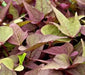 sweet potato vine ,Bright Ideas Rusty Red ipomoea (LIVE STARTER PLANT) - Caribbean garden seed