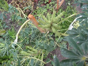 SWEET LUPINI Bush Bean SEED (Lupinus albus) Italian National Snack ! - Caribbean garden seed