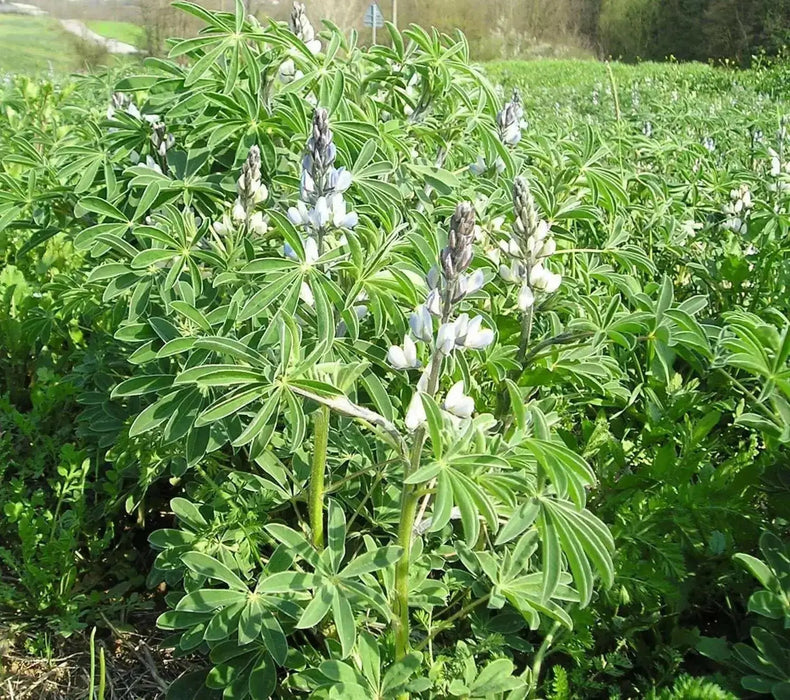 SWEET LUPINI Bush Bean SEED (Lupinus albus) Italian National Snack ! - Caribbean garden seed