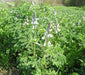 SWEET LUPINI Bush Bean SEED (Lupinus albus) Italian National Snack ! - Caribbean garden seed