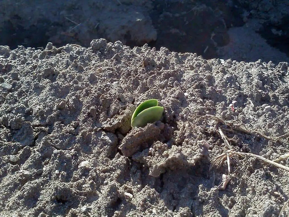 SWEET LUPINI Bush Bean SEED (Lupinus albus) Italian National Snack ! - Caribbean garden seed