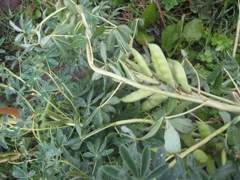 SWEET LUPINI Bush Bean SEED (Lupinus albus) Italian National Snack ! - Caribbean garden seed