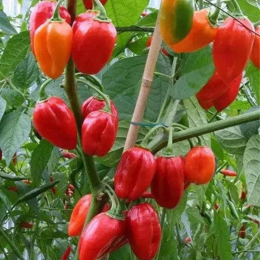 Sweet Habanero Pepper Seeds, Capsicum chinense, NO HEAT, AJI DULCE - Caribbean garden seed