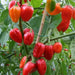 Sweet Habanero Pepper Seeds, Capsicum chinense, NO HEAT, AJI DULCE - Caribbean garden seed
