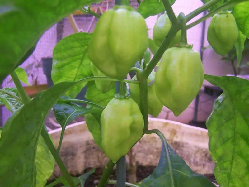 Sweet Habanero Pepper Seeds, Capsicum chinense, NO HEAT, AJI DULCE - Caribbean garden seed