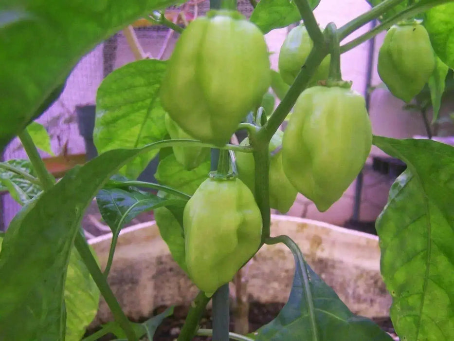 Sweet Habanero Pepper Seeds, Capsicum chinense, NO HEAT, AJI DULCE - Caribbean garden seed