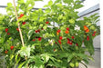 Sweet Habanero Pepper Seeds, Capsicum chinense, NO HEAT, AJI DULCE - Caribbean garden seed