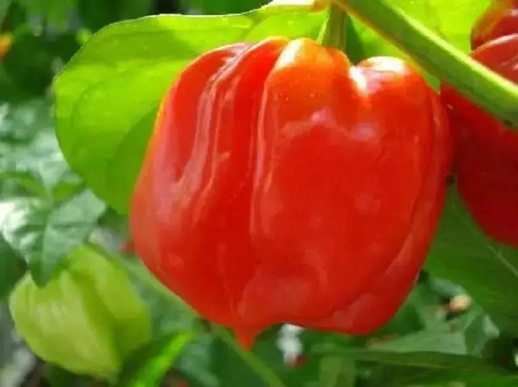 Sweet Habanero Pepper Seeds, Capsicum chinense, NO HEAT, AJI DULCE - Caribbean garden seed