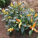 SWEET PICKLE  PEPPER( LIVE PLANT) - Caribbean garden seed